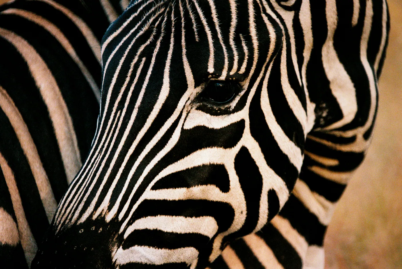 Photograph by Angus Mackenzie