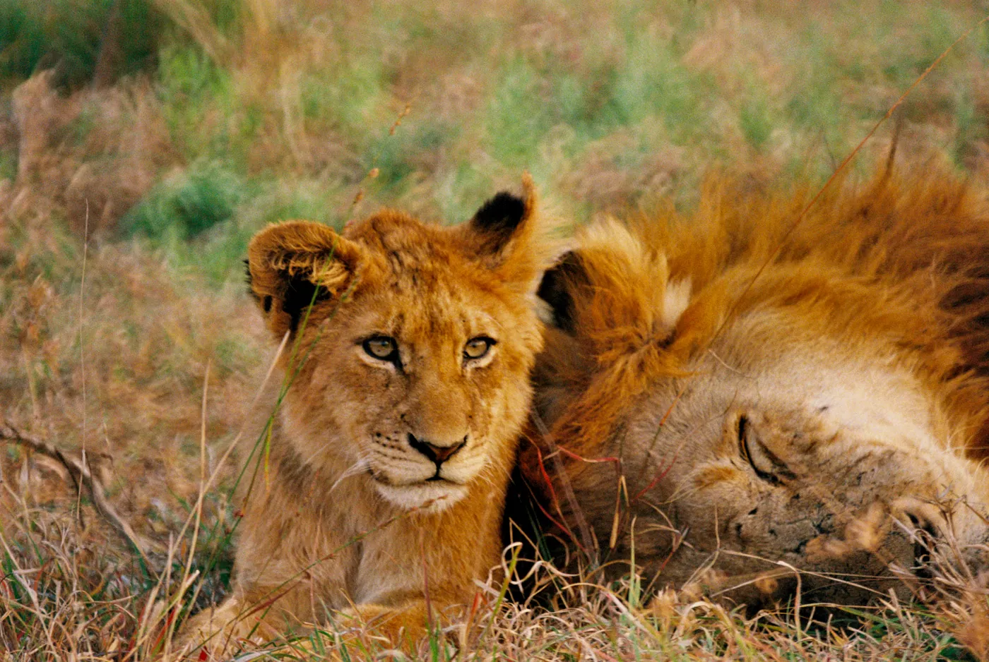 Photograph by Angus Mackenzie