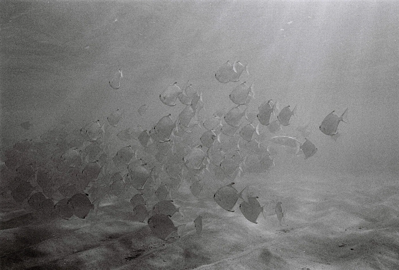 Photograph by Angus Mackenzie