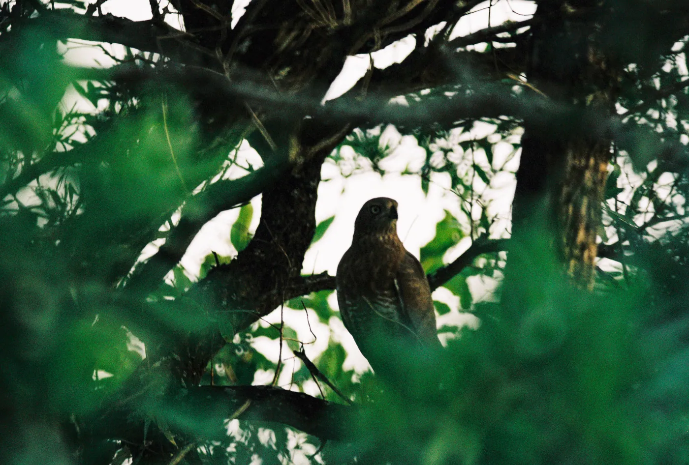 Photograph by Angus Mackenzie
