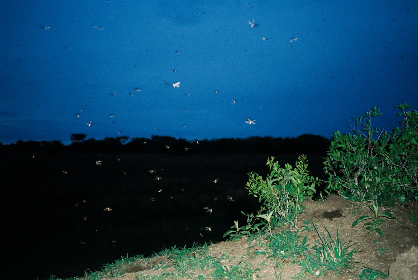 Photograph by Angus Mackenzie