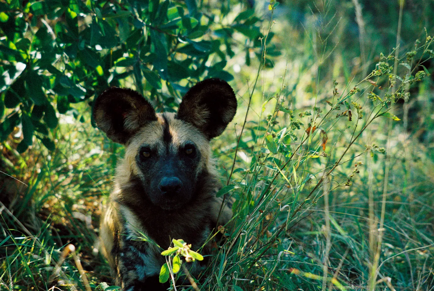 Photograph by Angus Mackenzie