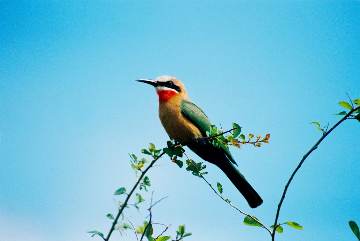 Photograph by Angus Mackenzie