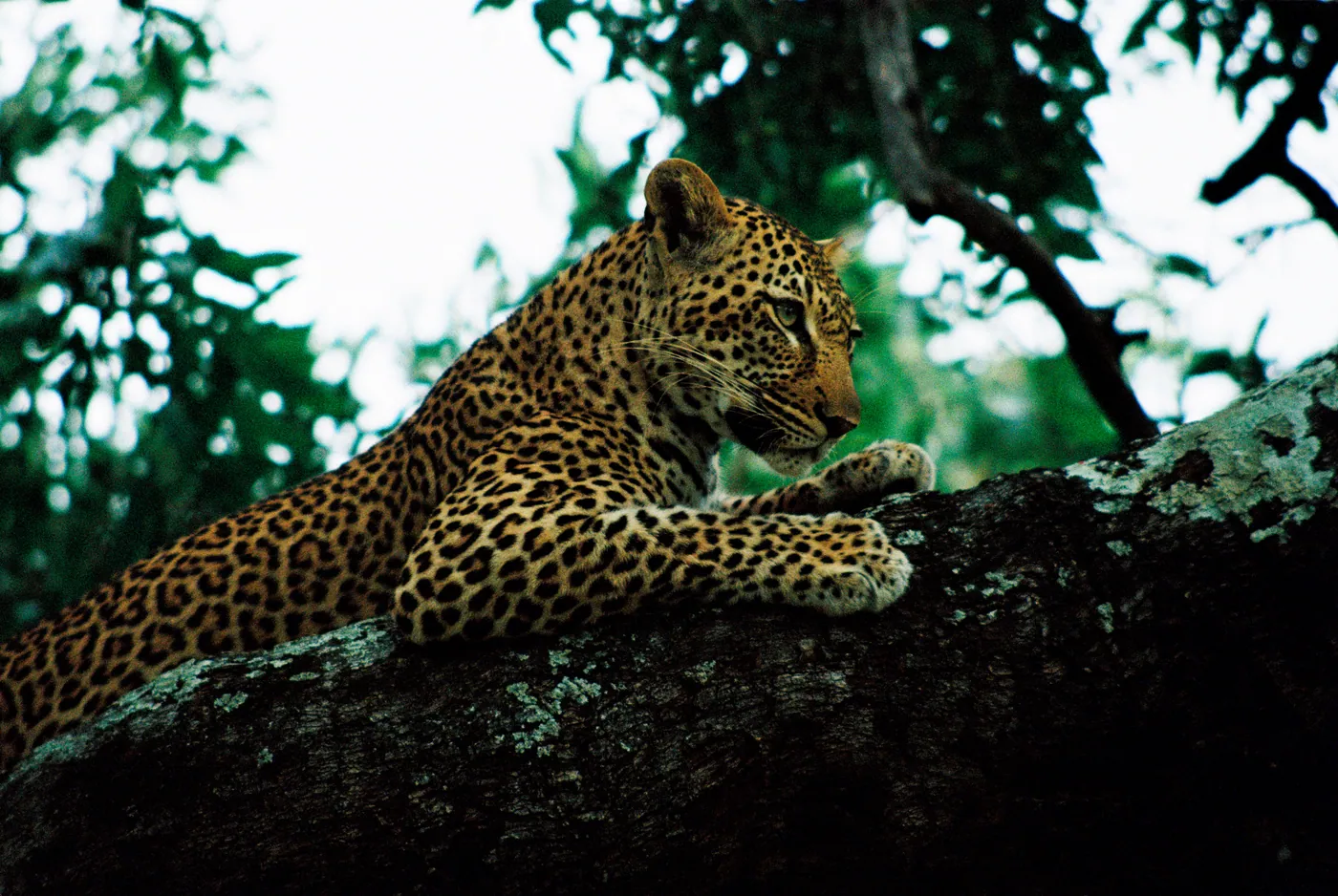 Photograph by Angus Mackenzie