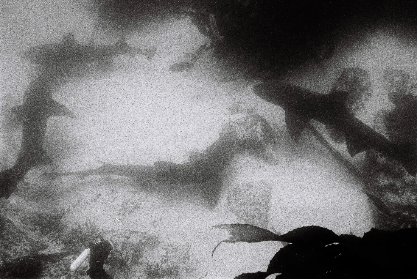 Photograph by Angus Mackenzie